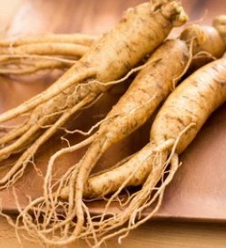 Ren Shen (人參) ginseng