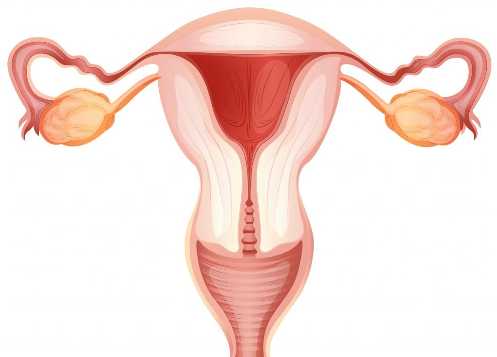 Baarmoeder en testes