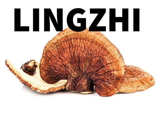 Lingzhi (靈芝)