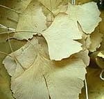 Ginkgo blad