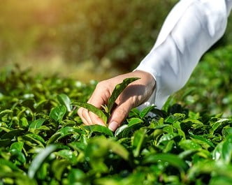 Traditionele kruidentheeën in Zuid-China