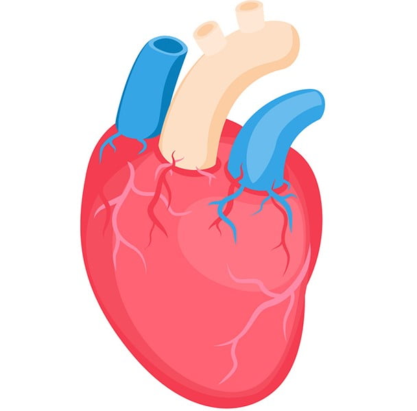 Het hart De Zang organen